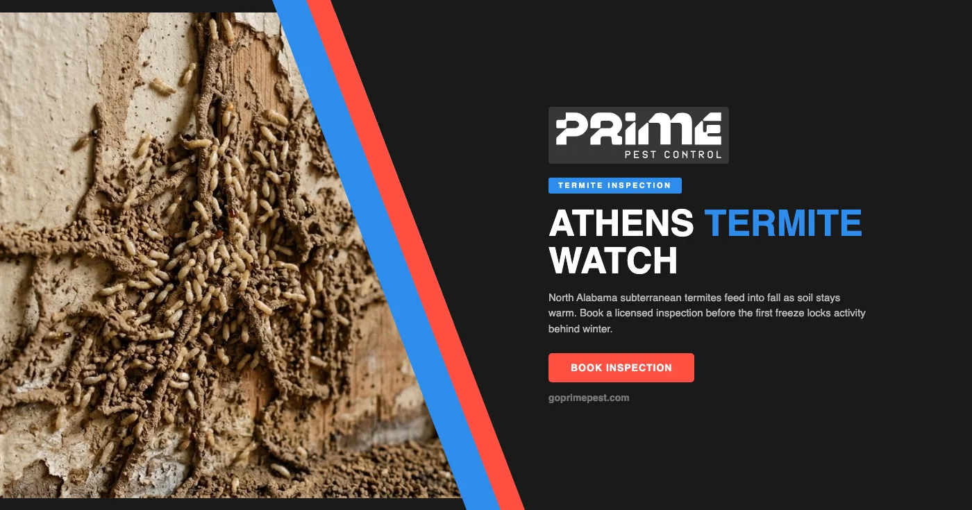 Fall Termite Inspection in Athens, AL: What Homeowners Should Know Before Winter