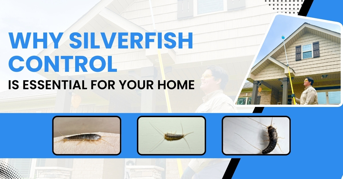 Why Silverfish Control Is Essential for Your Home | Prime Pest Control