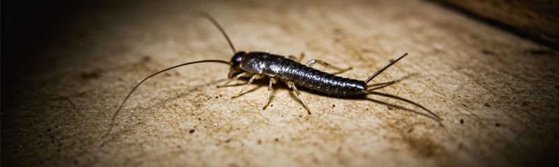 Silverfish Pest Control Service